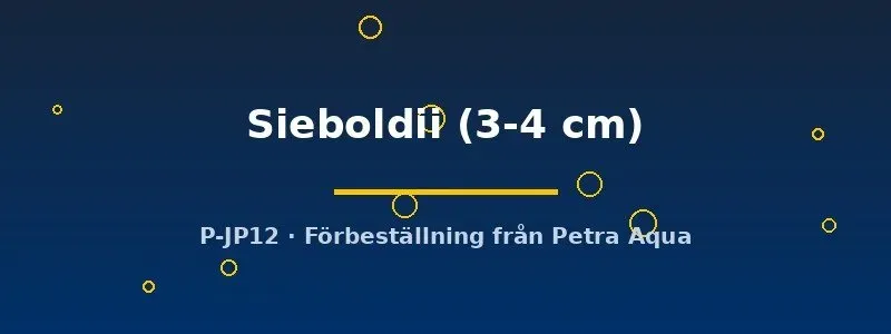 Näsets Ciklidhobby Talamancaheros sieboldii ciklid 3–4 cm