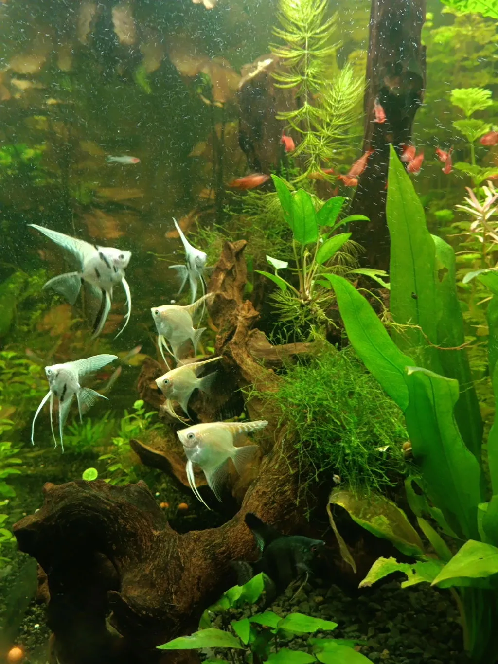 Garnelen TV Skalar Gold Pterophyllum scalare akvariefisk