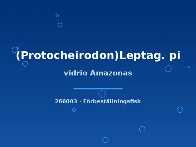 Näsets Ciklidhobby Vidrio Amazonas akvariefisk md–lg genomskinlig