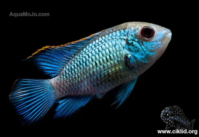Näsets Ciklidhobby Andinoacara Neon Blue ciklid 3,5–4 cm