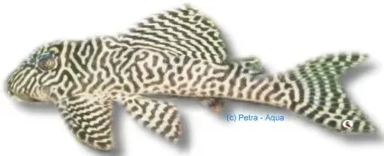Näsets Ciklidhobby L066 King Tiger Pleco mal 10–11 cm
