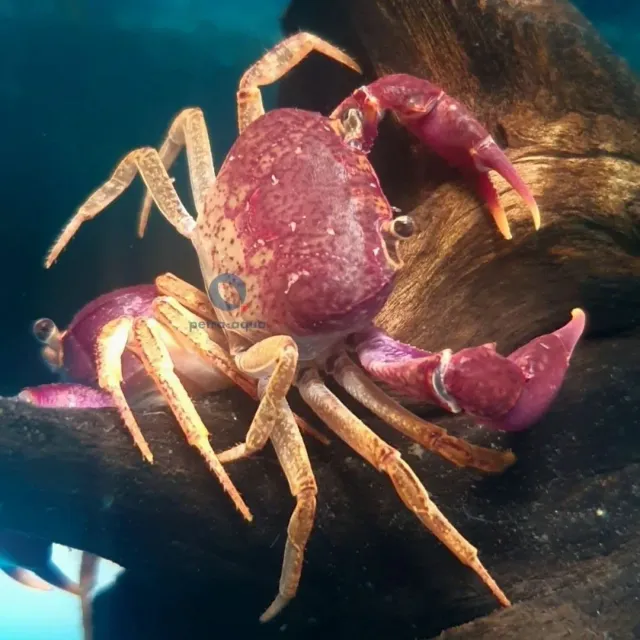 Globithelphusa spec. sötvattenkrabba 3–5 cm