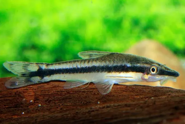Näsets Ciklidhobby Otocinclus vittatus mal algätare 3,3 cm