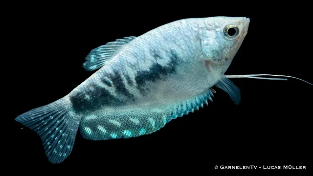 Garnelen TV Marmorfadenfisch Cosby labyrintfisk