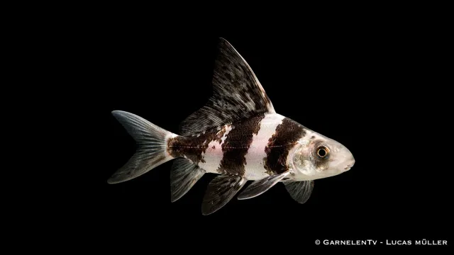 Garnelen TV Vimpelkarp Myxocyprinus akvariefisk stor