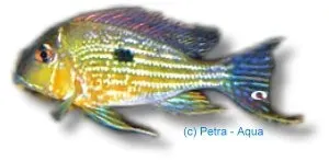 Geophagus surinamensis jordätare 5–6 cm sand