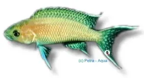 Näsets Ciklidhobby Lamprologus gracilis ciklid 3,5-4 cm