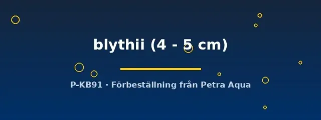 Toxotes blythii akvariefisk 4–5 cm sprutfisk