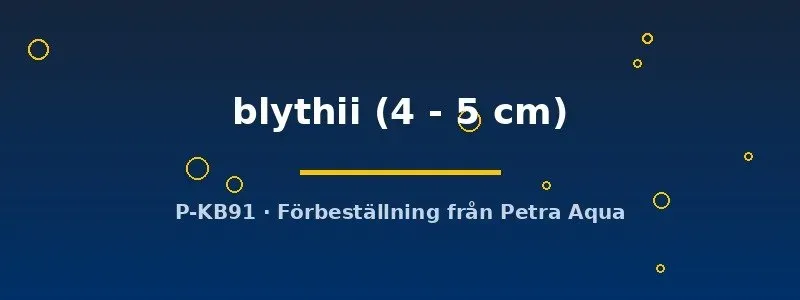 Toxotes blythii akvariefisk 4–5 cm sprutfisk