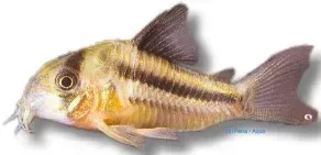 Näsets Ciklidhobby Corydoras axelrodi Pink akvariefisk 4–5 cm bottenlevande