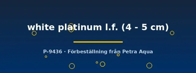 Näsets Ciklidhobby Pterophyllum scalare white platinum l.f. skalar 4–5 cm