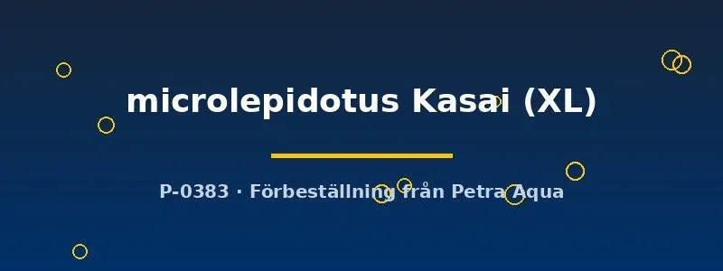 Näsets Ciklidhobby microlepidotus Kasai ciklid XL stim