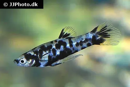 Näsets Ciklidhobby Phalloceros reticulatus akvariefisk 2,5-3 cm