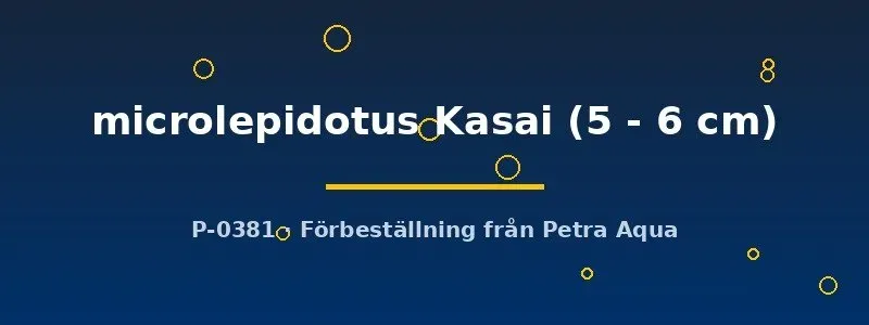 Näsets Ciklidhobby Cyprichromis ciklid microlepidotus Kasai 5–6 cm