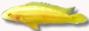 Julidochromis ornatus albino akvariefisk 4,5–5,5 cm parbildande