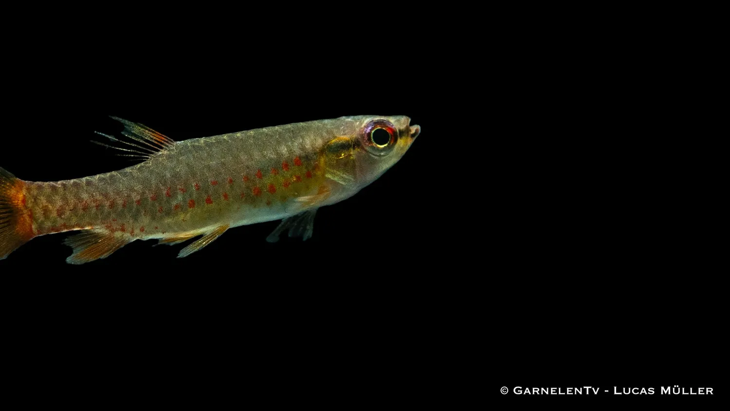 Spritzsalmler Copella arnoldi stänktetra akvariefisk