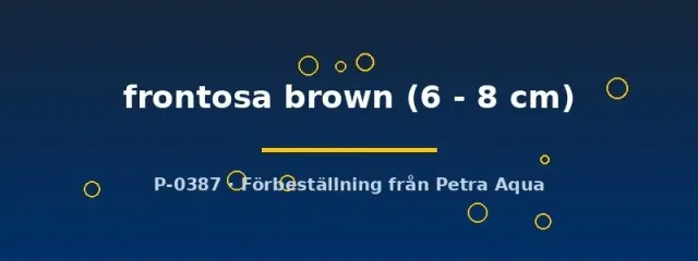 Cyphotilapia frontosa brown ciklid 6–8 cm ungfisk
