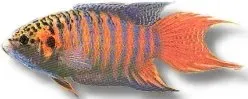 Näsets Ciklidhobby Paradisfisk 4–5 cm labyrint tålig