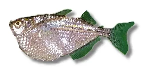 Näsets Ciklidhobby Gasteropelecus sternicla XL ytfisk