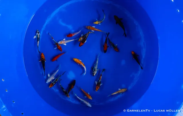Koi Cyprinus carpio dammfisk 9-12 cm färggrann