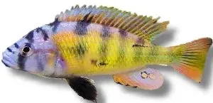Näsets Ciklidhobby Haplochromis sp. CH 44 akvariefisk 4–5 cm