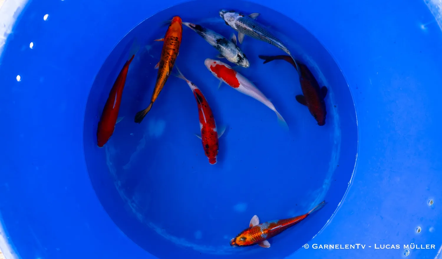Garnelen TV koi dammfisk 20–25 cm Cyprinus carpio