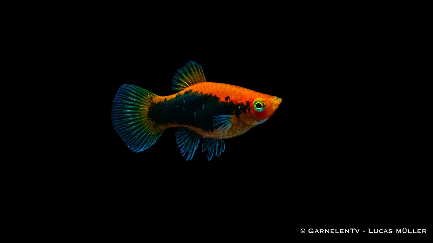 Garnelen TV Platy Rot Tuxedo akvariefisk sällskap