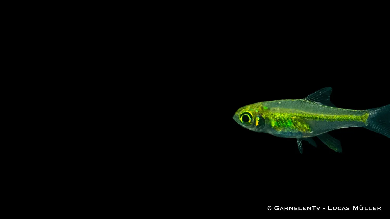 Garnelen TV Smaragdbärbling stimfisk Microdevario kubotai