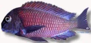 Tropheus moorii lupota akvariefisk 4–5 cm algätare