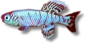 Näsets Ciklidhobby Nothobranchius egersi killifisk 2,5–3,5 cm
