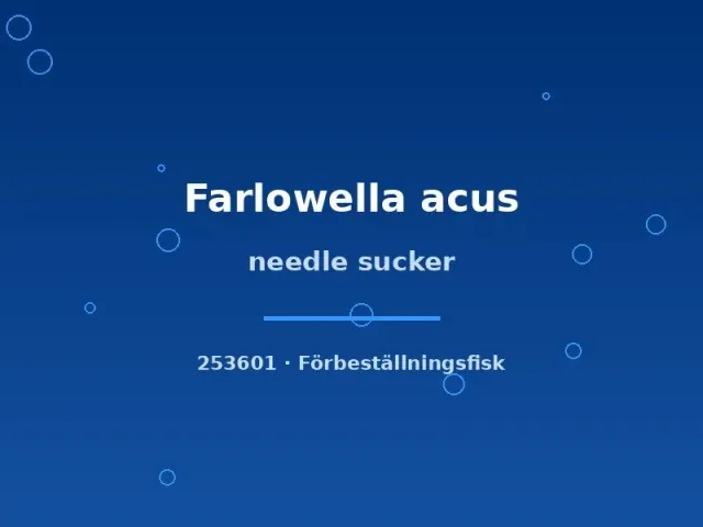Näsets Ciklidhobby Needle Sucker Farlowella acus algätare 5–7 cm