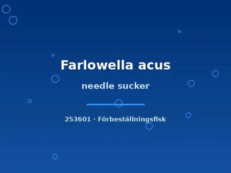 Näsets Ciklidhobby Needle Sucker Farlowella acus algätare 5–7 cm