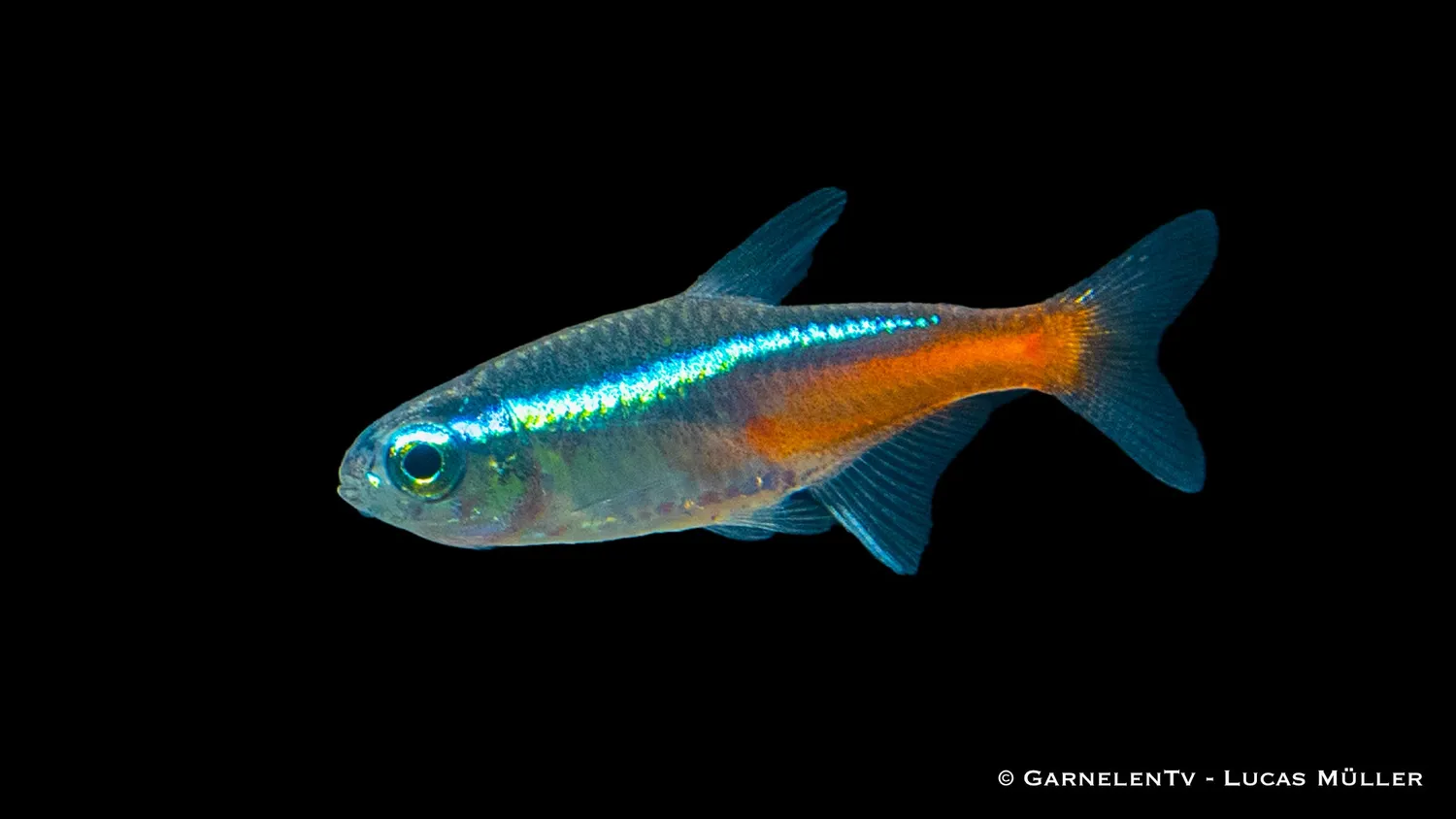 Garnelen TV Neonsalmler Jumbo stimfisk tysk odling
