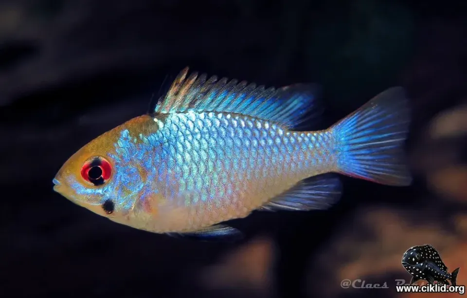 Näsets Ciklidhobby Mikrogeophagus ramirezi Neon Blue akvariefisk 2 cm