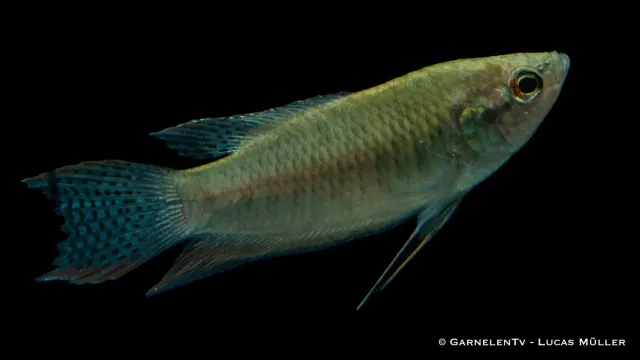 Garnelen TV Svart makropod Macropodus concolor akvariefisk DNZ
