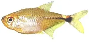 Näsets Ciklidhobby Beacon Hemigrammus ocellifer tetra 1,5–2 cm