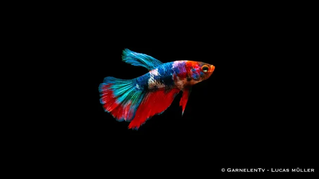 Garnelen TV Superdelta Koi XL kampfisk hane koi