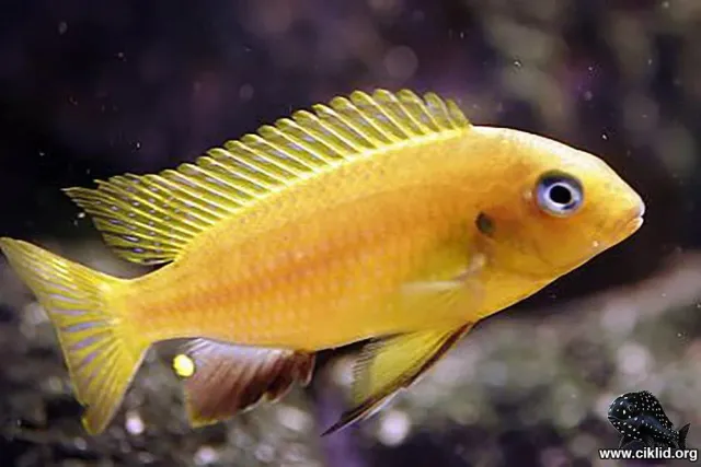 Tropheops macropthalmus malawiciklid 4–5 cm förbeställning