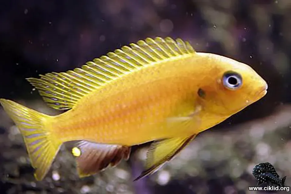 Tropheops macropthalmus malawiciklid 4–5 cm förbeställning