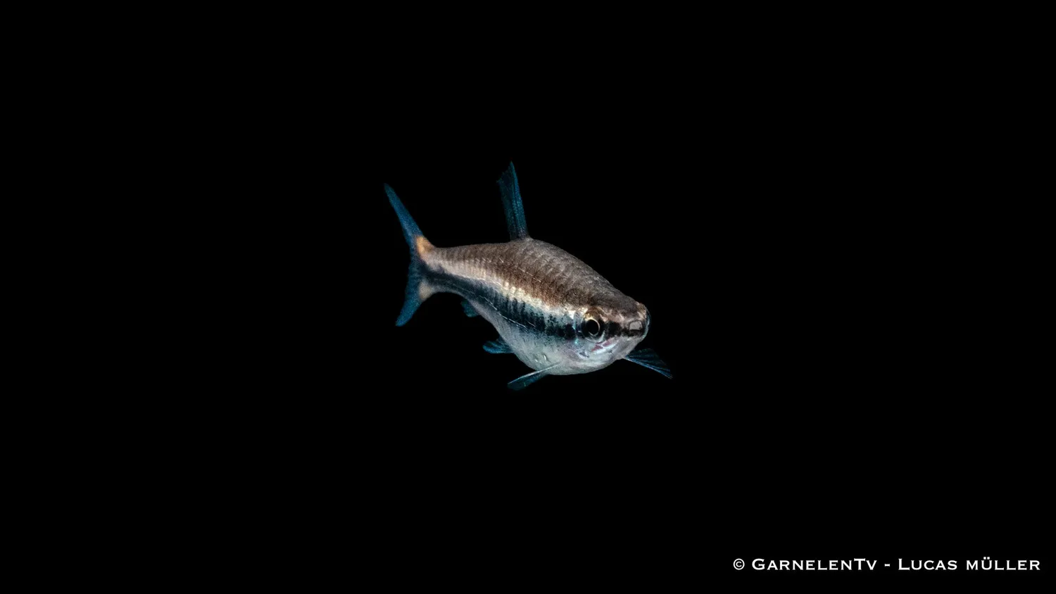 Garnelen TV Nannostomus beckfordi akvariefisk stimfisk