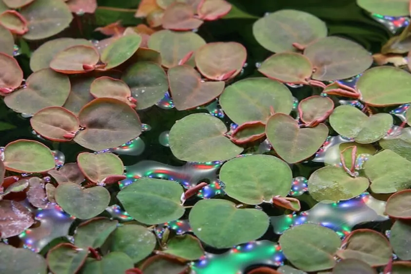 Akvarievalvet Phyllanthus fluitans flytväxt rödaktig