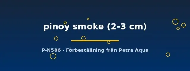 Näsets Ciklidhobby Pterophyllum scalare pinoy smoke skalar 2–3 cm