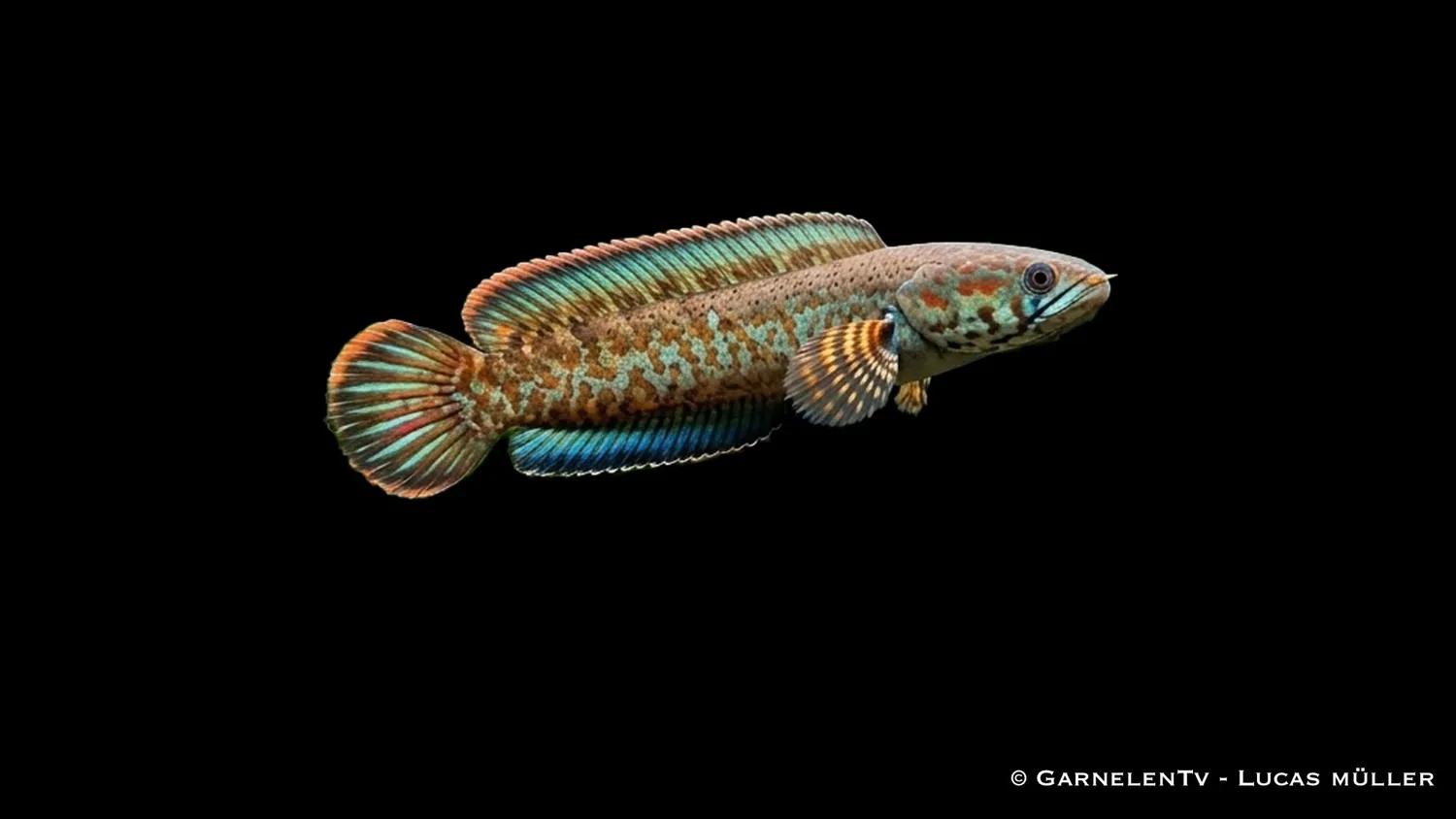 Garnelen TV Channa bleheri ormfisk 5-6 cm raritet