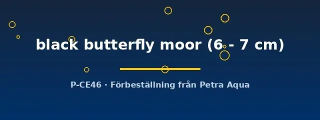 Näsets Ciklidhobby Carassius auratus black butterfly moor fisk 6–7 cm