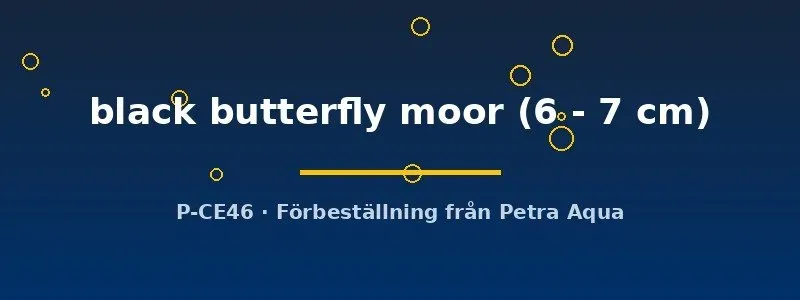 Näsets Ciklidhobby Carassius auratus black butterfly moor fisk 6–7 cm