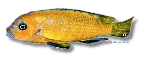 Näsets Ciklidhobby Pseudotropheus elongatus yellow ciklid 4–5 cm