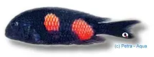 Näsets Ciklidhobby Tropheus moorii double spot ciklid