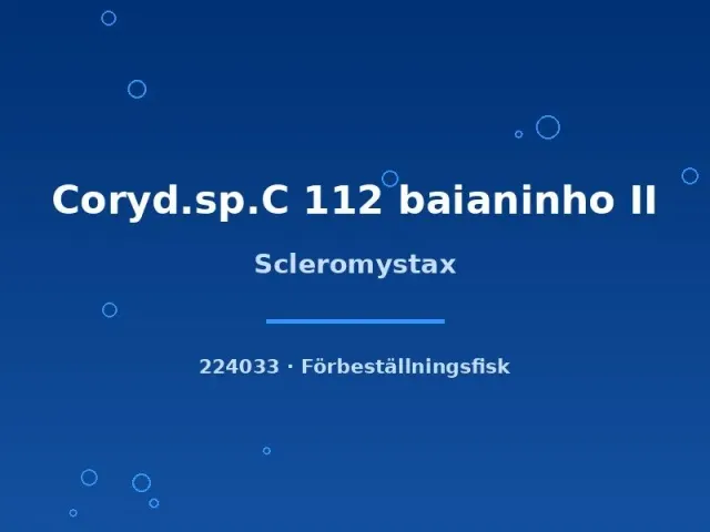 Näsets Ciklidhobby Scleromystax C112 baianinho II mal xlg-sh