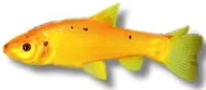 Näsets Ciklidhobby Golden Tench Tinca tinca 20–25 cm dammfisk