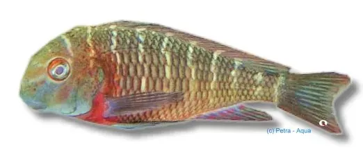 Näsets Ciklidhobby Tropheus moorii kiku ciklid 4,5–5 cm
